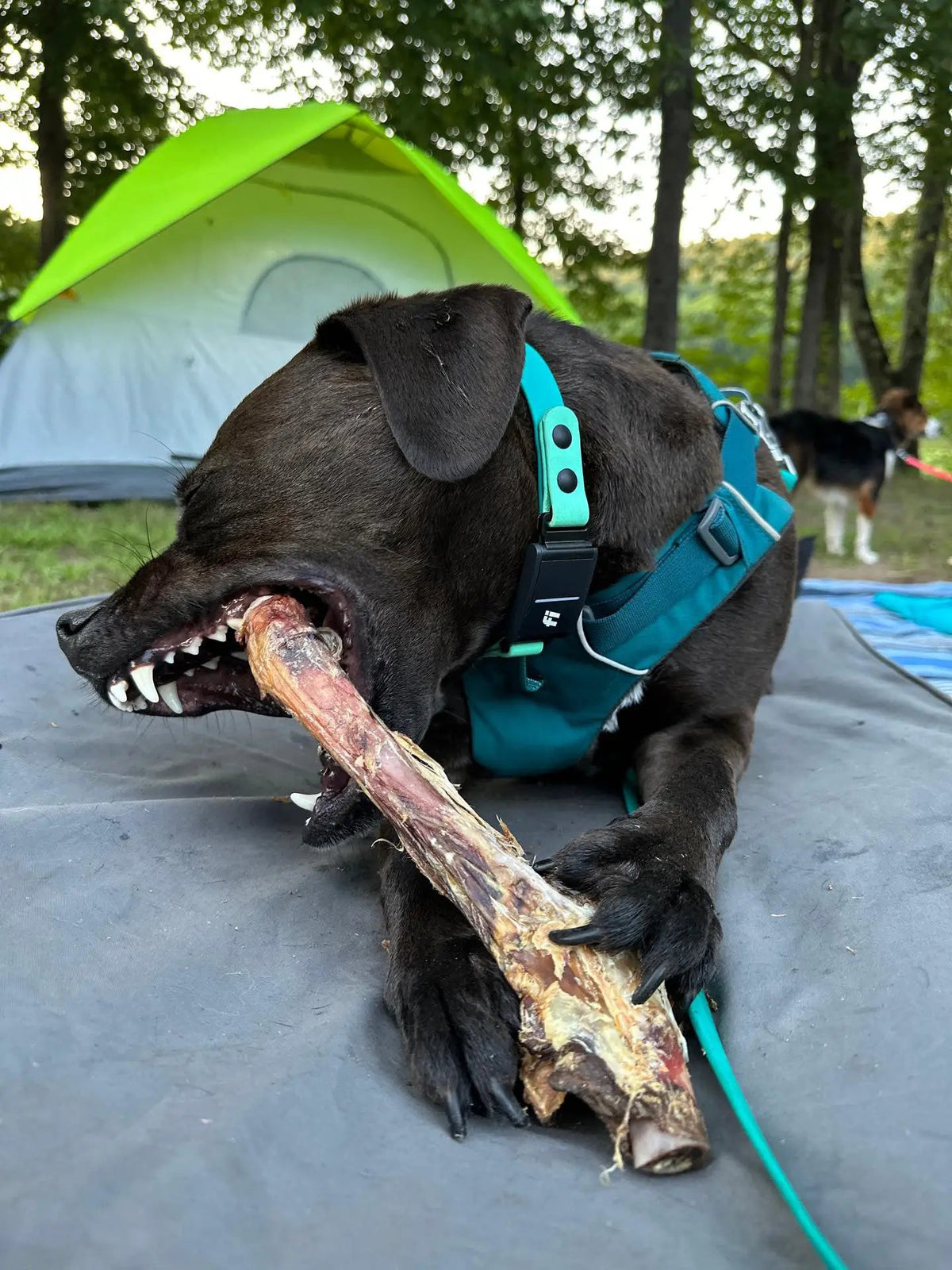 Lamb shank bone chew for dogs by Naked Beasts; black dog in teal harness chewing bone outdoors