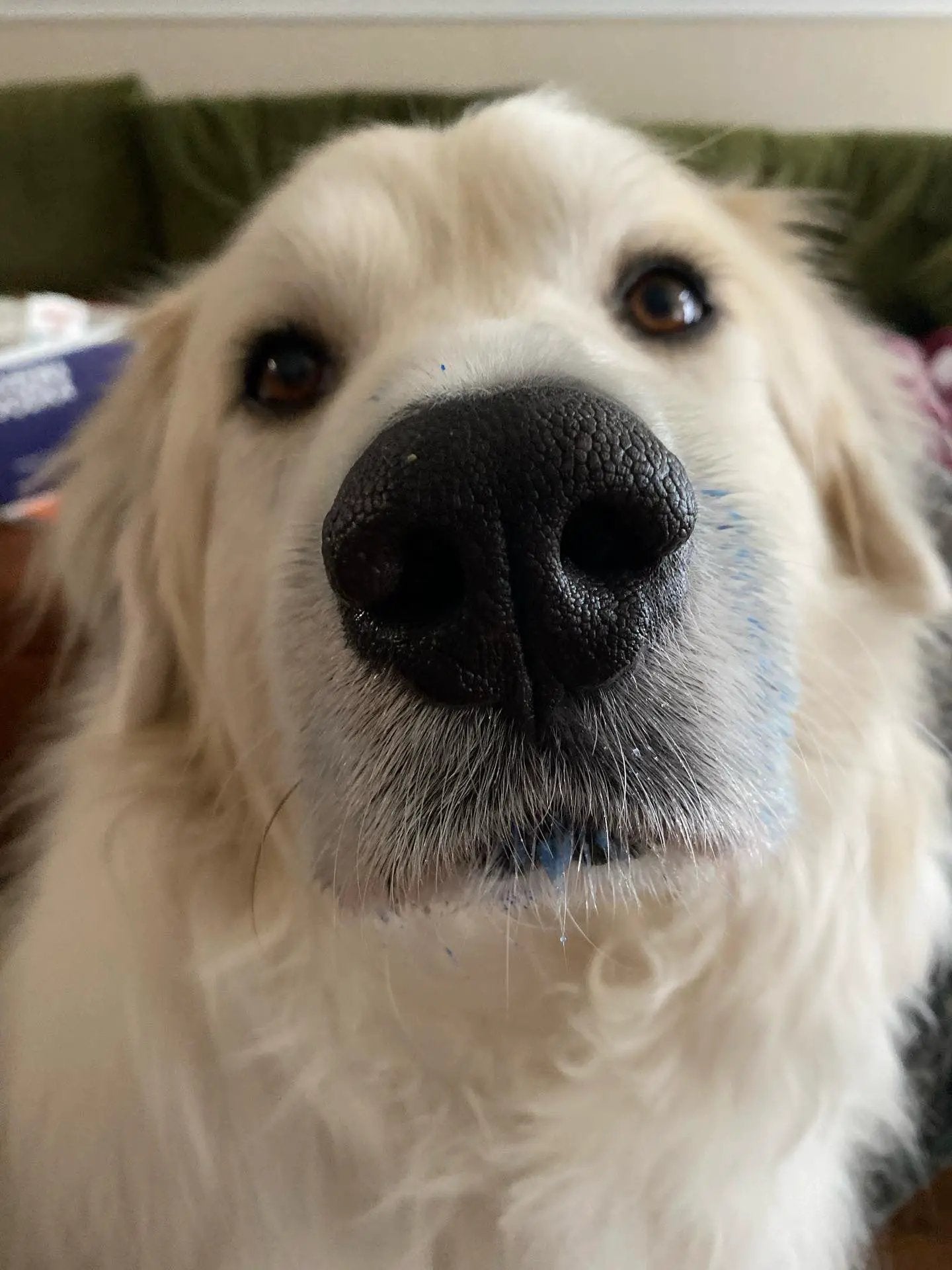 Blue Spirulina Powder (Organic) specks on a golden retriever's nose and muzzle