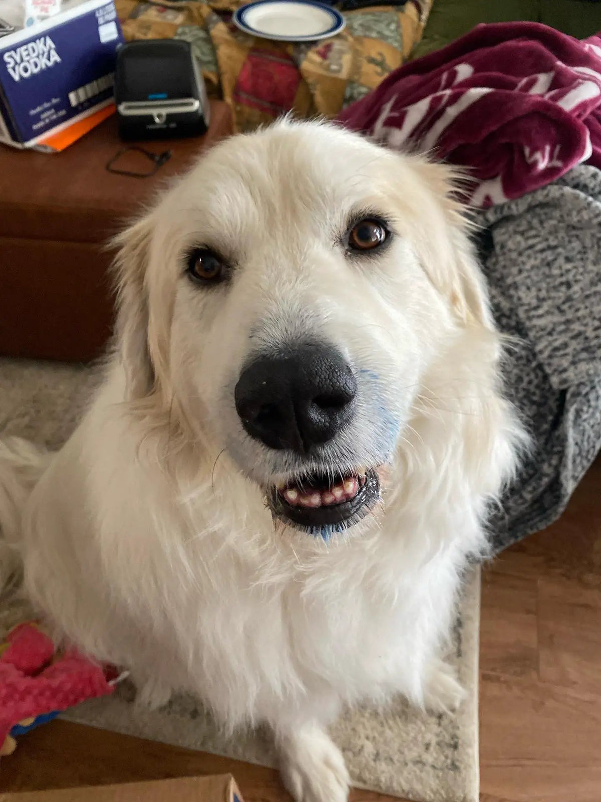 Close-up portrait of a friendly white dog with brown eyes indoors.
