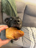 Load image into Gallery viewer, Pork tails dog treat; close-up of a black dog biting a brown sausage-shaped piece offered by a hand
