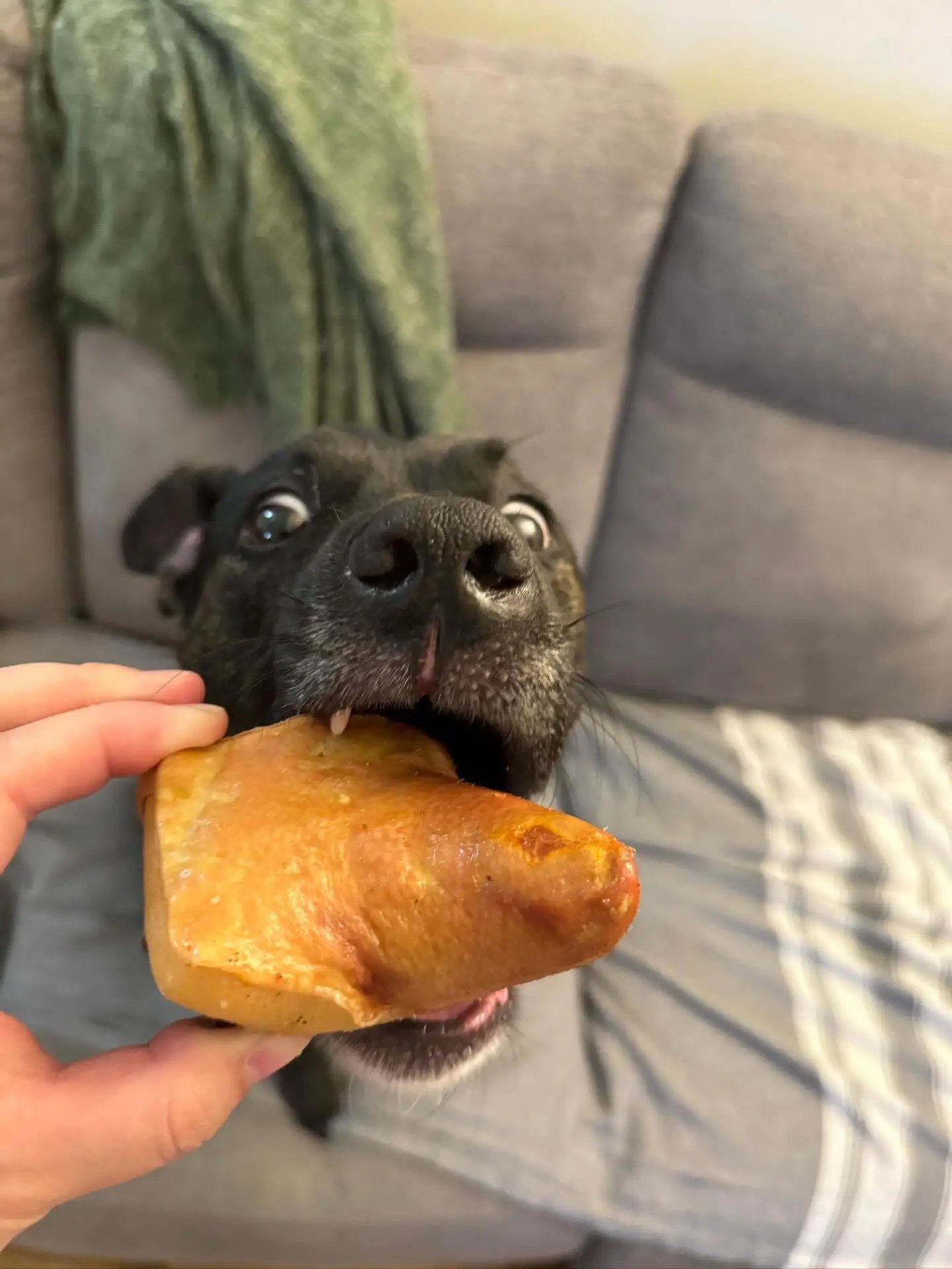 Pork tails dog treat; close-up of a black dog biting a brown sausage-shaped piece offered by a hand