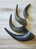 Carica l'immagine nel visualizzatore della galleria, Bison horn trio; three curved black horns, grass-fed and finished
