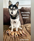 Load image into Gallery viewer, Naked Beasts Whole Quails (Bone-In); several quails lined up on a brown quilt with a dog nearby
