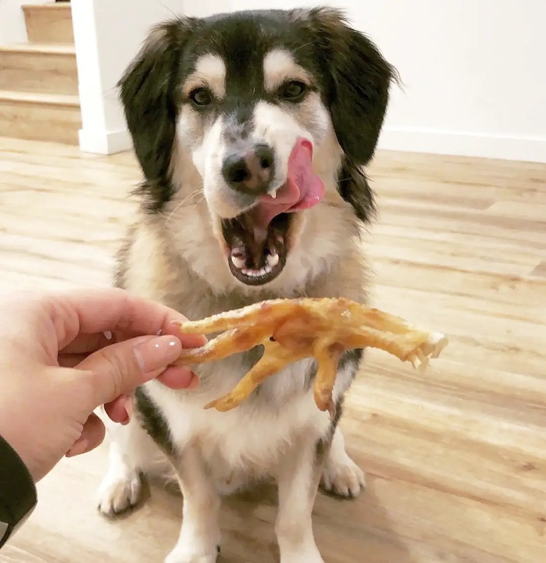 Chicken Feet dog treats by Naked Beasts; a dog ready to chew the treat