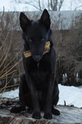 Load image into Gallery viewer, Lamb Shank by Naked Beasts product photo; black dog outdoors on a wooden log with a stick in its mouth.
