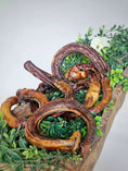 Load image into Gallery viewer, Beef pizzle chews in loops and sticks, dried brown, assorted sizes on greenery.
