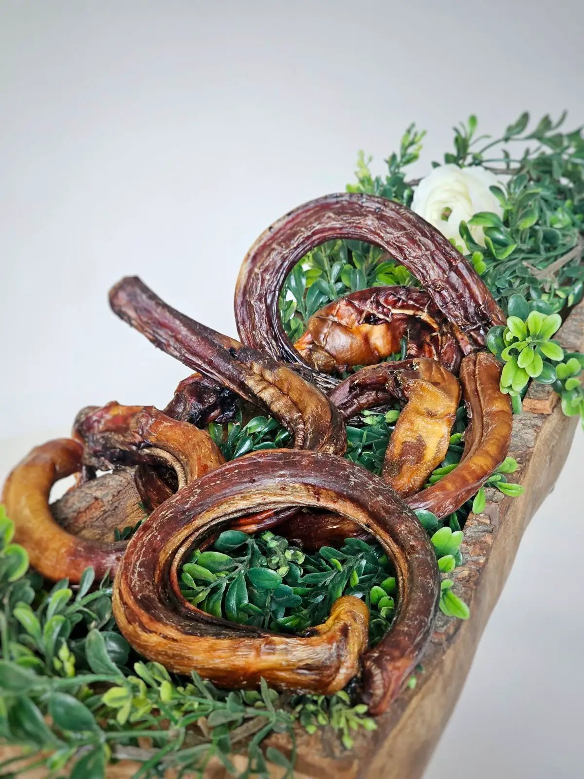 Beef pizzle chews in loops and sticks, dried brown, assorted sizes on greenery.