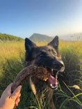 Carica l'immagine nel visualizzatore della galleria, Turkey Neck by Naked Beasts; dog chews a dried brown turkey neck in a sunlit grassy field.
