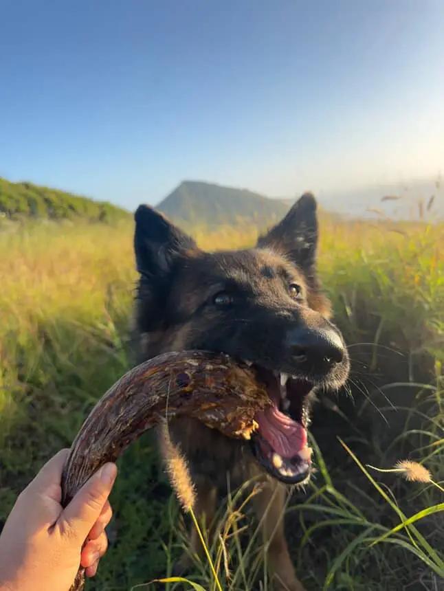 Turkey Neck by Naked Beasts; dog chews a dried brown turkey neck in a sunlit grassy field.