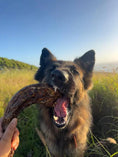 Carica l'immagine nel visualizzatore della galleria, Turkey neck dog chew being bitten by a dark-coated dog outdoors in a grassy field
