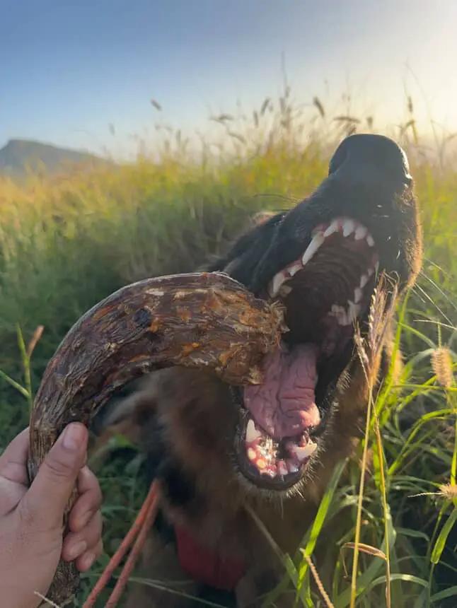 Turkey Neck chew by Naked Beasts; dog biting a dried neck chew in a grassy field