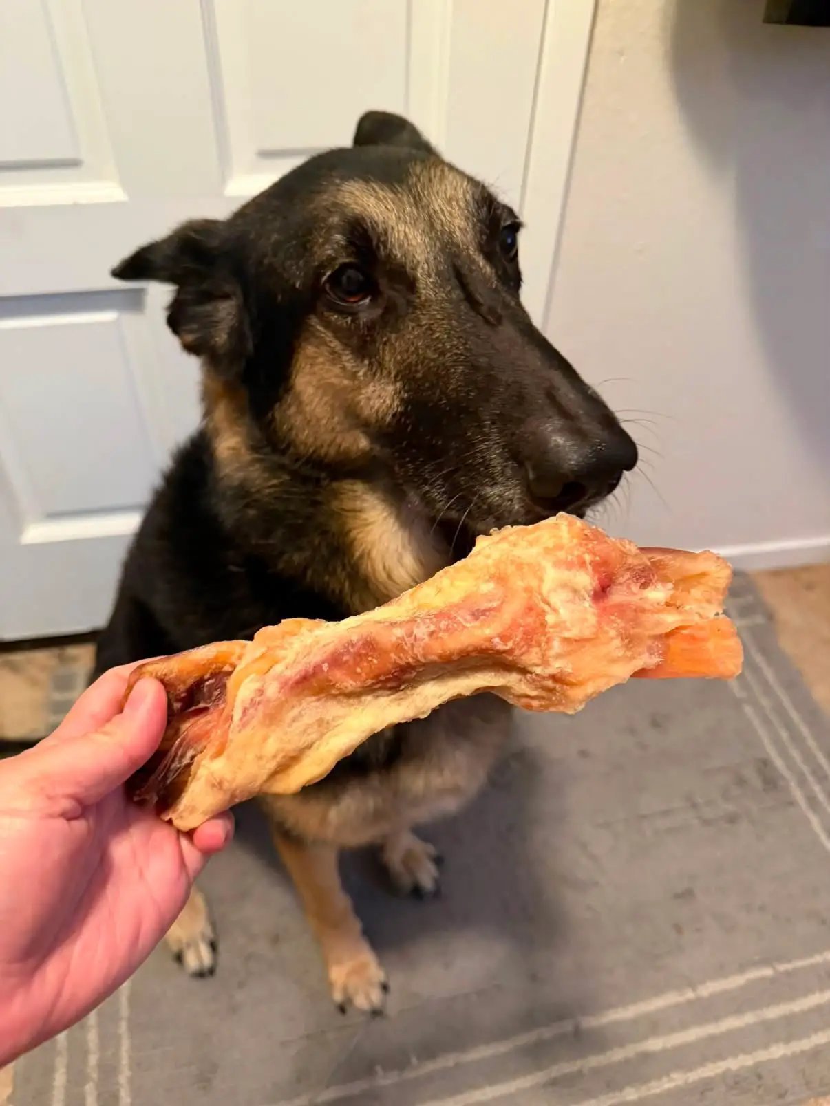 Beef tendon, whole & halved, Naked Beasts; raw bone piece held by hand in front of a dog