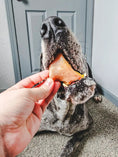 Load image into Gallery viewer, Pig Snout treat; orange dehydrated snout held near a dog's open mouth
