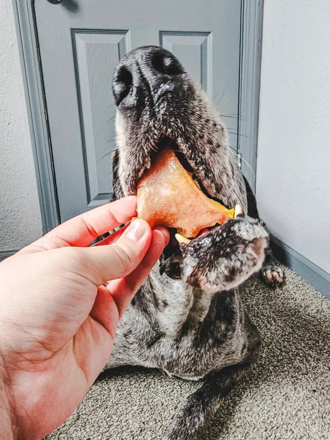 Pig Snout treat; orange dehydrated snout held near a dog's open mouth