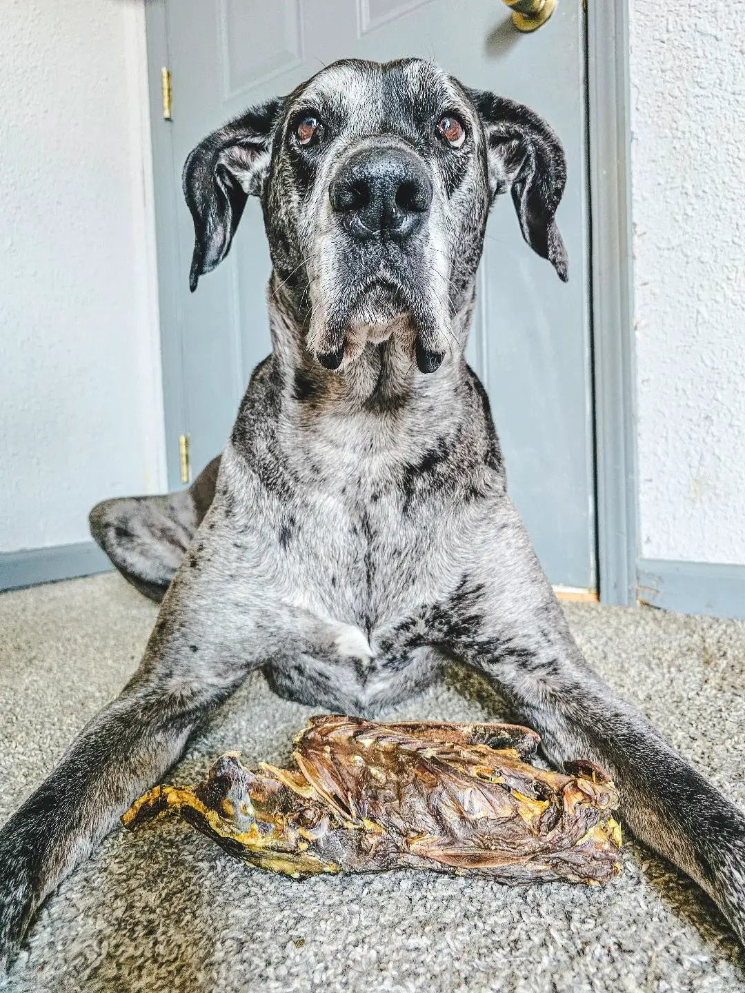 Duck Frames ABF by Naked Beasts: gray dog with a dried duck frames on carpet