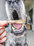 Load image into Gallery viewer, Smelt (Wild Caught) dried fish by Naked Beasts; small brown fish held near a dog's open mouth
