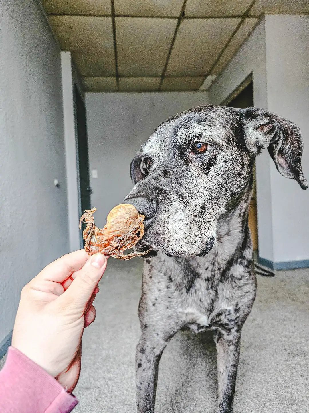 Baby Octopus (wild-caught) dog treat shown being offered to a gray speckled dog.