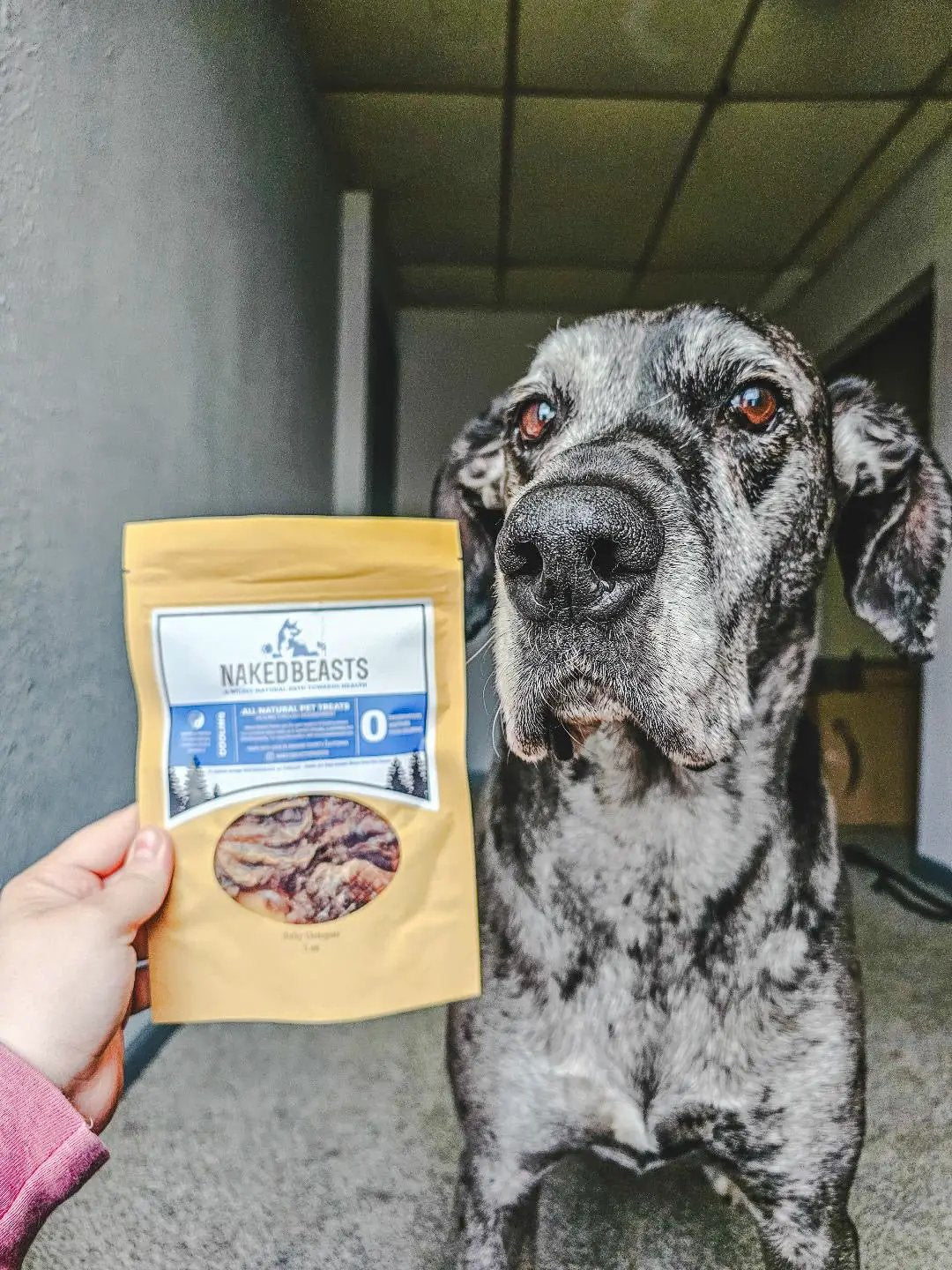 Baby Octopus (Wild Caught) dog treats in a yellow Naked Beasts pouch