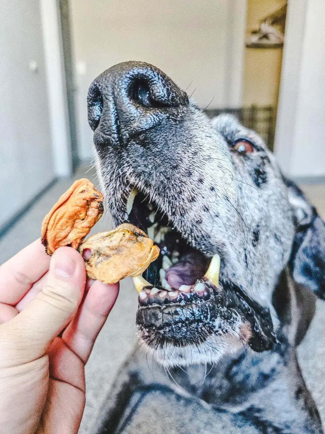 Green Lipped Mussels dog treats; two dried morsels held near a dog's open mouth