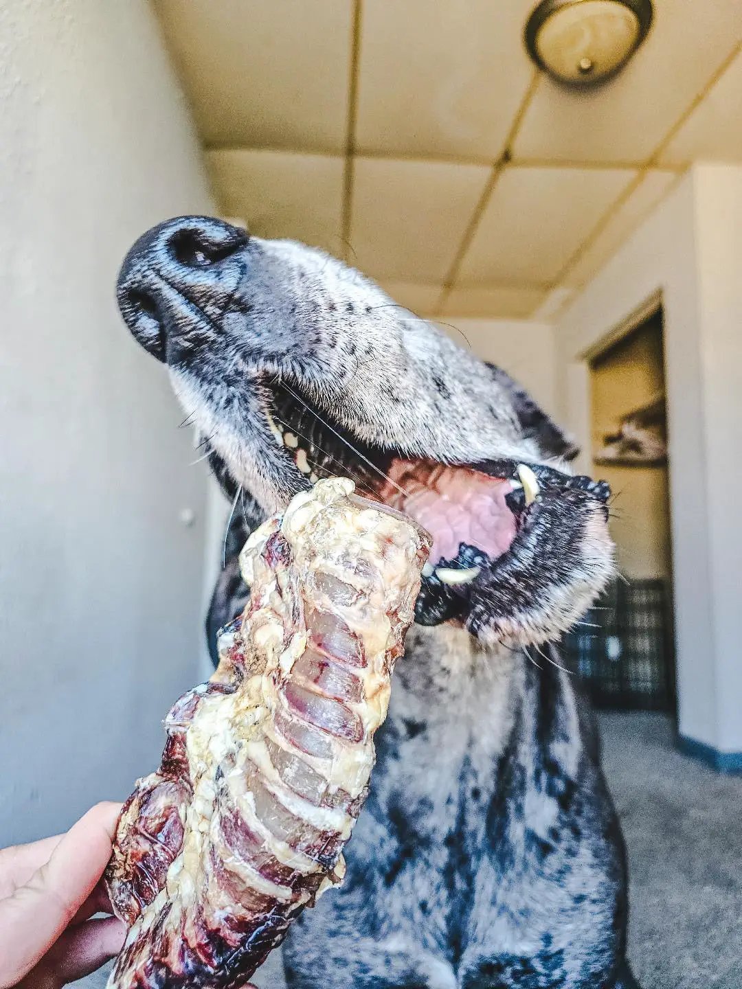 Beef trachea chew by Naked Beasts, grass-fed & finished.