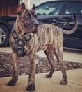 Carica l'immagine nel visualizzatore della galleria, The "Maximus" silver harness - Pet Collars & Harnesses from Bestia Dog Gear
