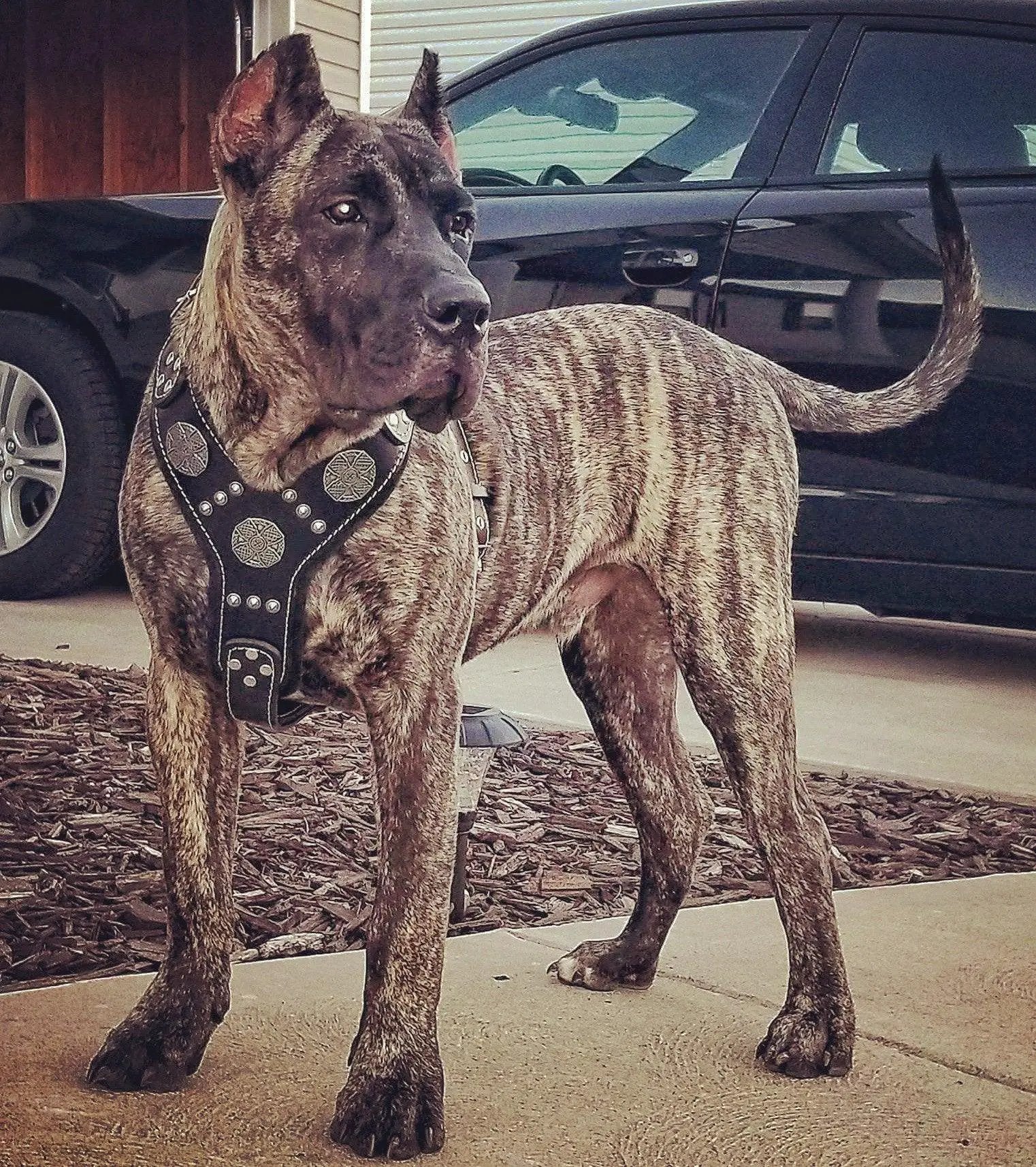 The "Maximus" silver harness - Pet Collars & Harnesses from Bestia Dog Gear