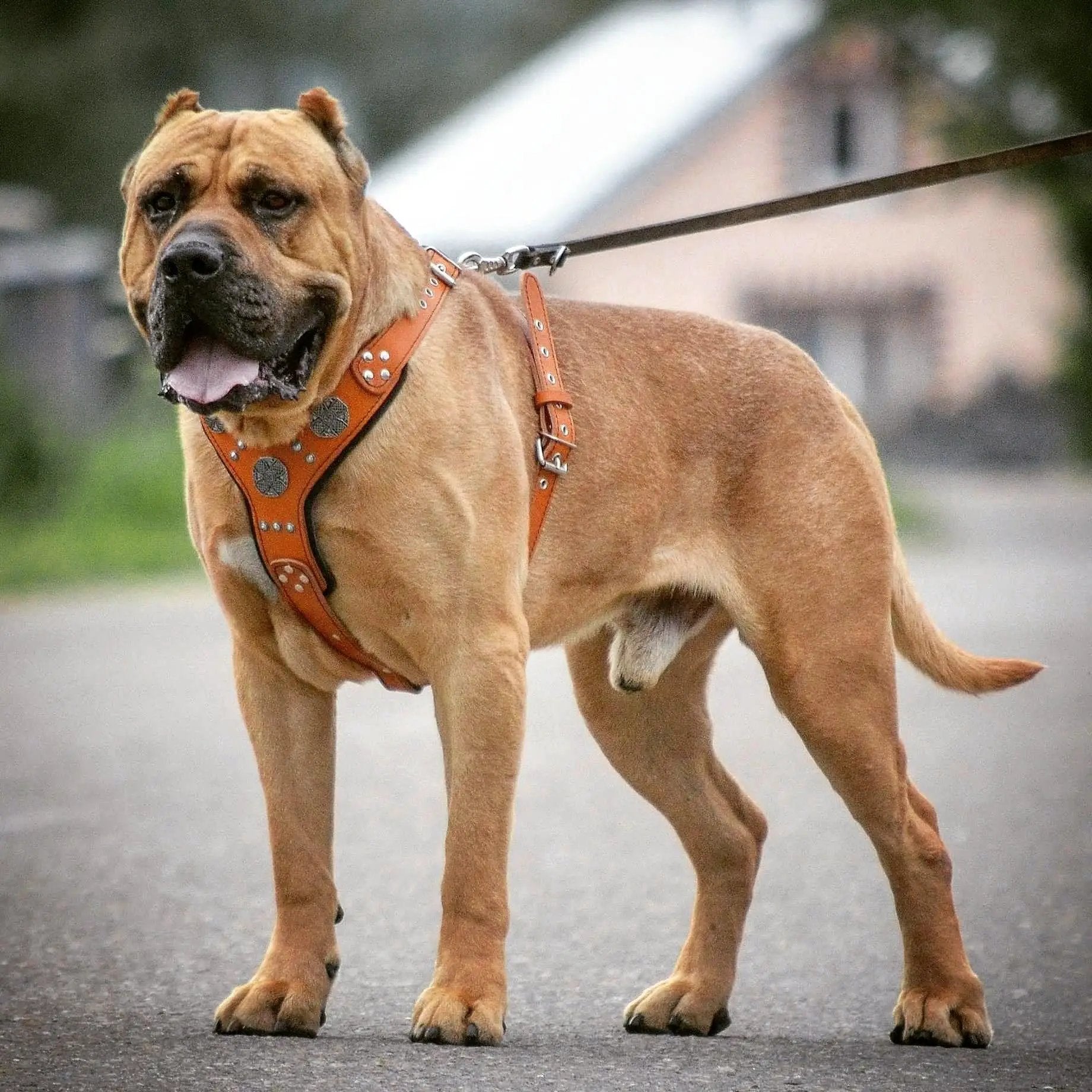The "Maximus" silver harness - Pet Collars & Harnesses from Bestia Dog Gear