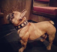 Charger l'image dans la visionneuse de la galerie, The "Bijou" collar orange - Pet Collars & Harnesses from Bestia Dog Gear
