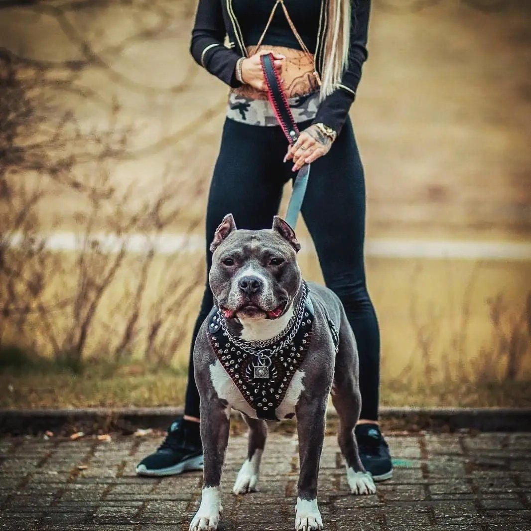 Handstitched "David" harness - Pet Collars & Harnesses from Bestia Dog Gear