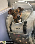 Carica l'immagine nel visualizzatore della galleria, Mr. Peanut's Aspen Series airline-compliant grey backpack pet carrier with mesh panel and dog inside
