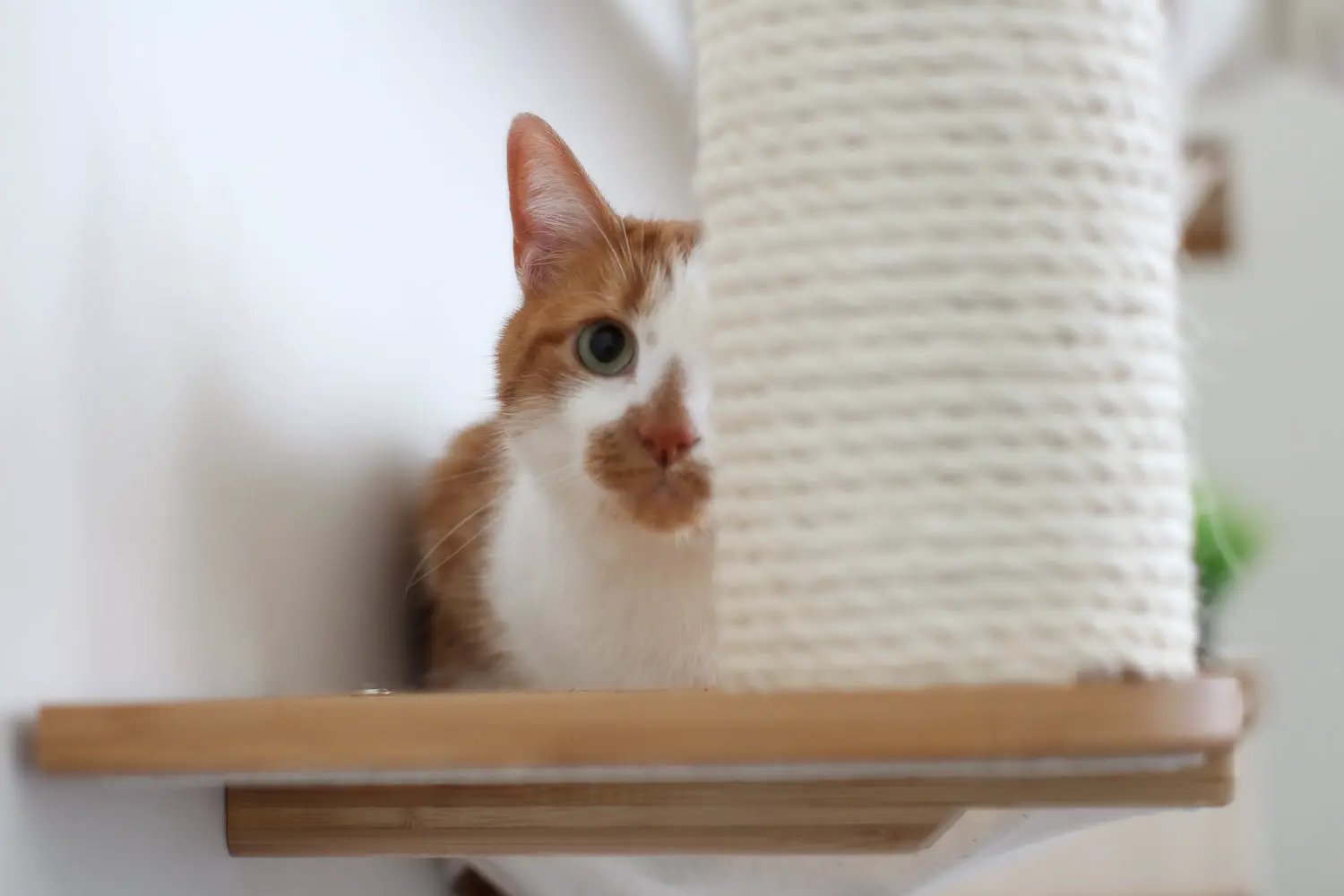 The Bunker multi-level cat condo with perch; orange and white cat peeks from behind beige sisal post on wooden shelf.