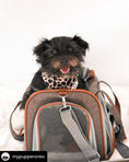 Carica l'immagine nel visualizzatore della galleria, Mr. Peanut's Gold Series V2.0 Pet Carrier in brown fabric with gray mesh, small dog inside.

