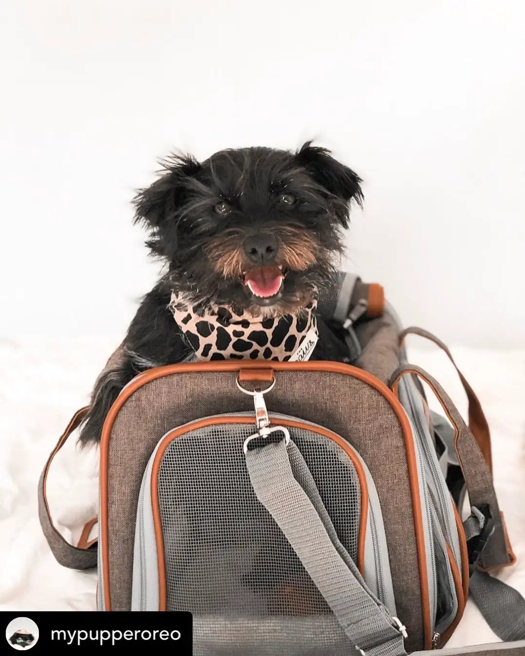 Mr. Peanut's Gold Series V2.0 Pet Carrier in brown fabric with gray mesh, small dog inside.
