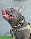 Load image into Gallery viewer, Kiloniner Strike Collar Durable 1 Inch Wide Jungle Green Camo Design by kiloninerpets
