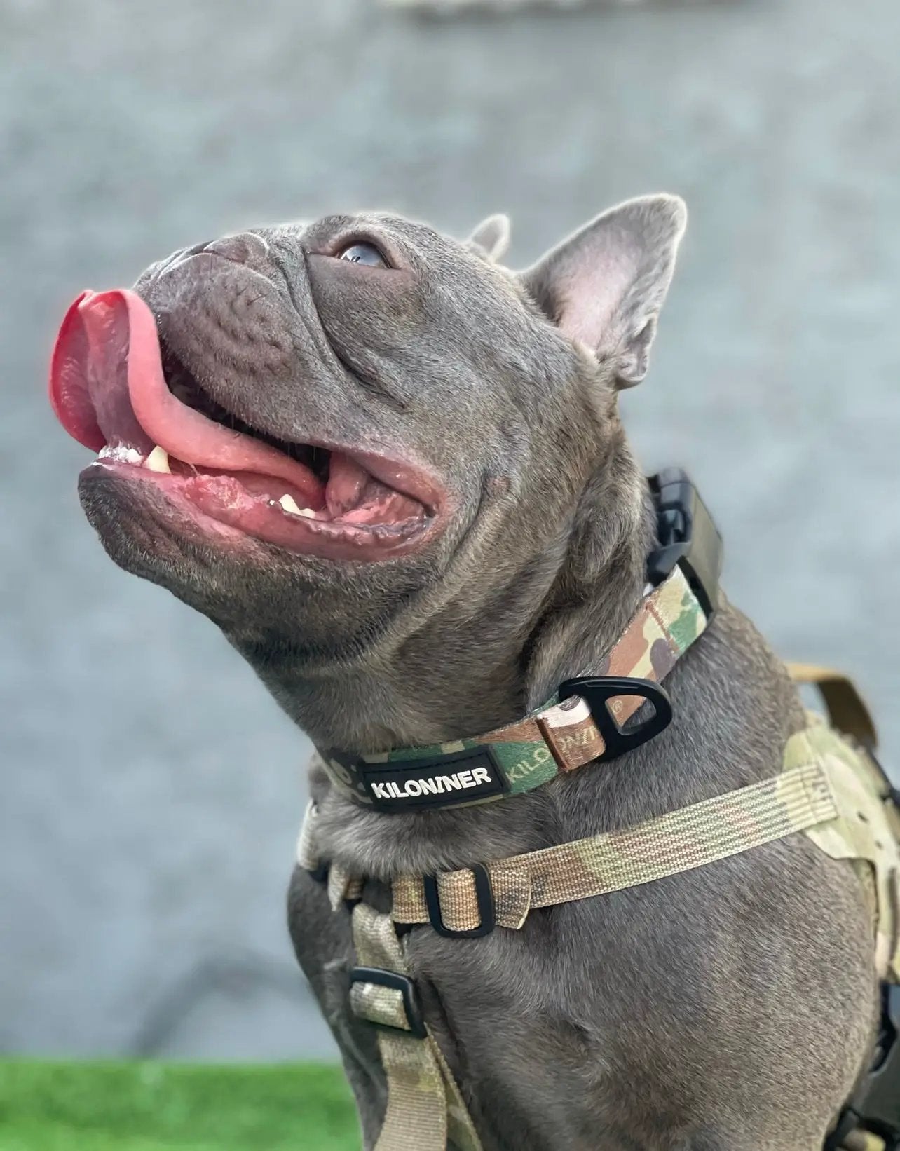 Kiloniner Strike Collar Durable 1 Inch Wide Jungle Green Camo Design by kiloninerpets