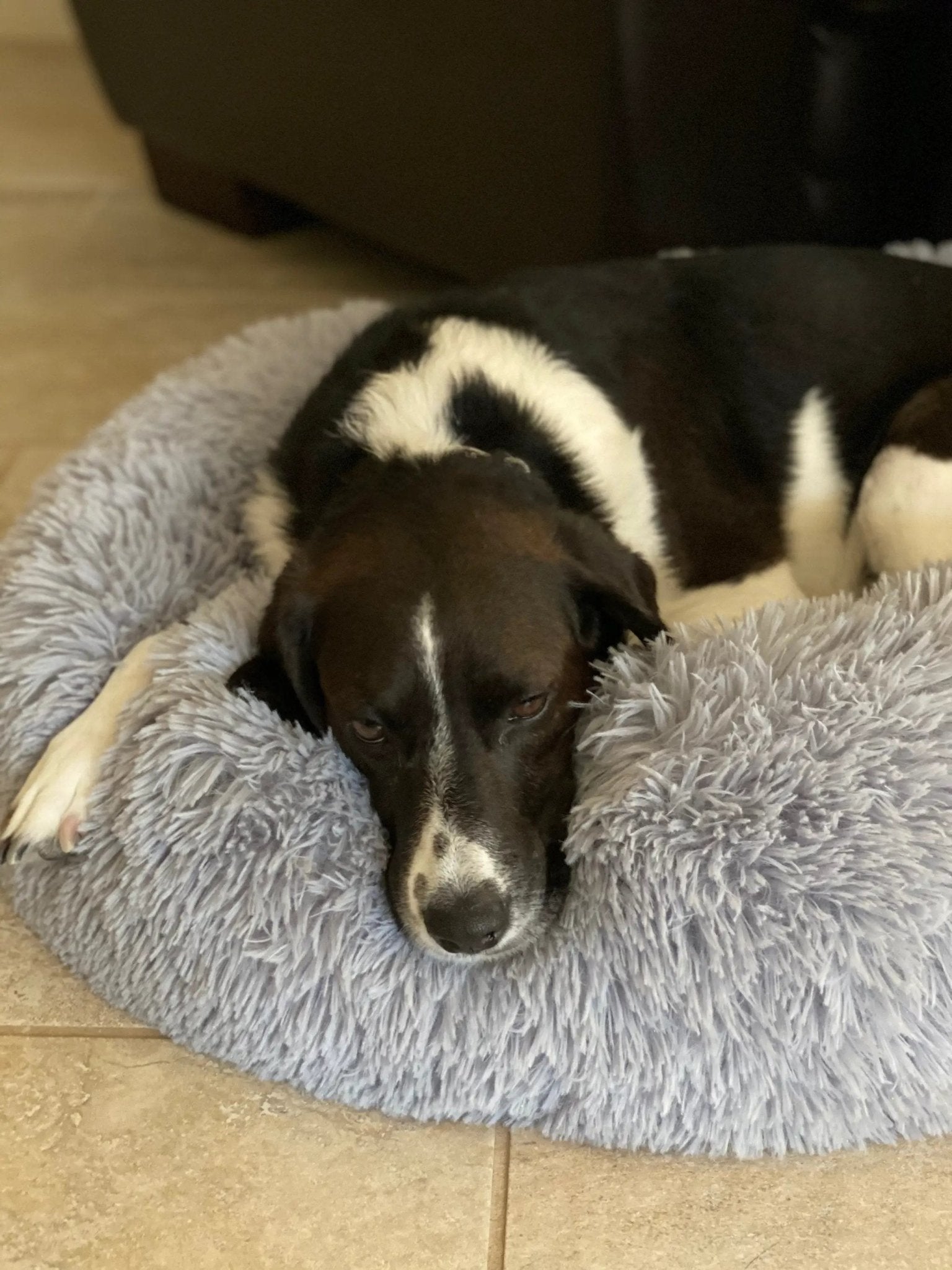 Mr. Peanut's OrthoPlush pet bed, gray plush pillow bed with a dog resting inside