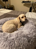 Load image into Gallery viewer, Mr. Peanut's OrthoPlush 28-inch Pet Bed in Snowflake White Two-Tone; dog resting on fluffy pillow bed
