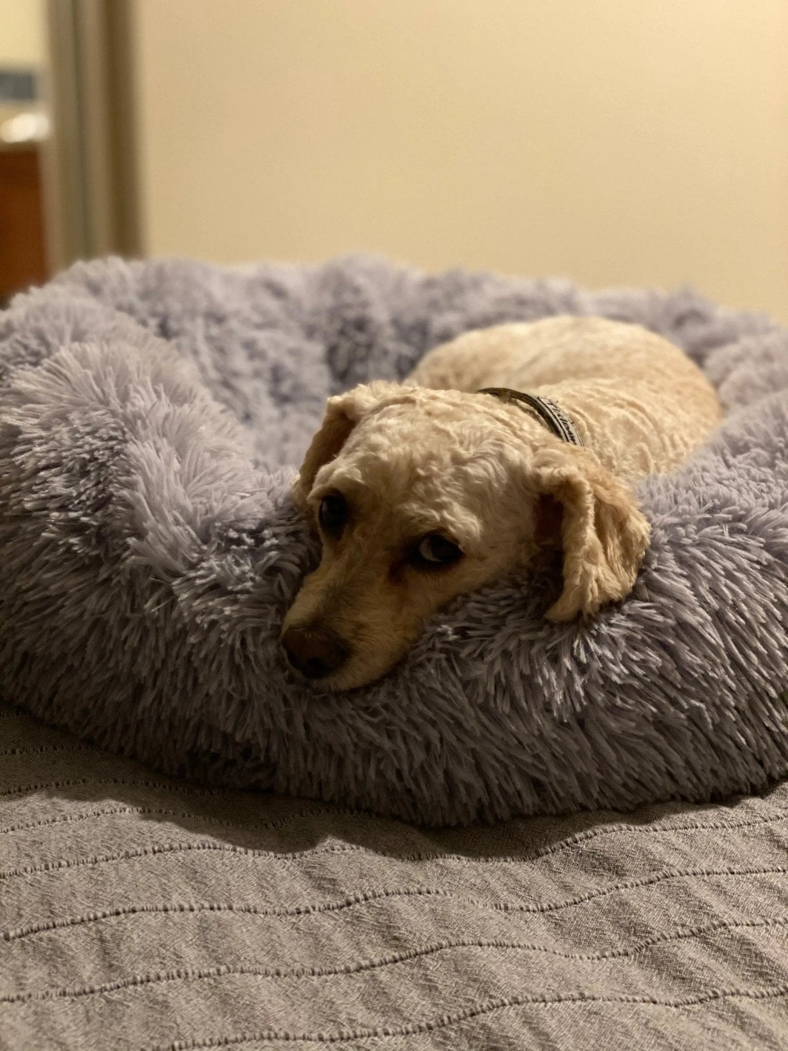 Mr. Peanut's OrthoPlush Pet Bed, Snowflake White two-tone; plush gray pillow bed with a dog resting.