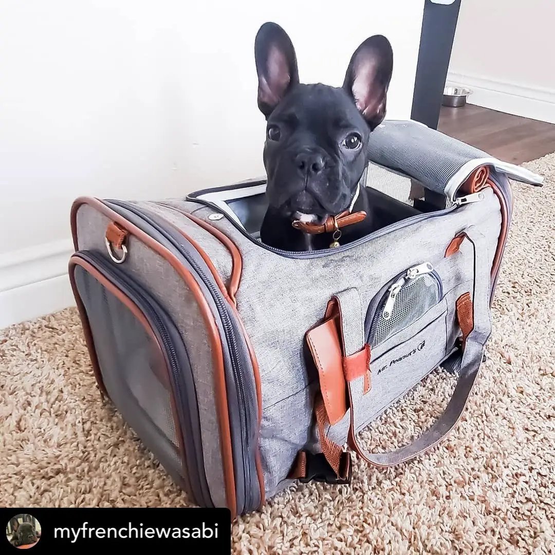 Mr. Peanut's Gold Series V2.0 Pet Carrier in gray fabric with brown leather trim; air travel approved, dog inside.