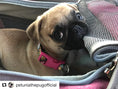 Carica l'immagine nel visualizzatore della galleria, Mr. Peanut's Gold Series V2.0 Pet Carrier with pink accent and mesh panels for air travel.
