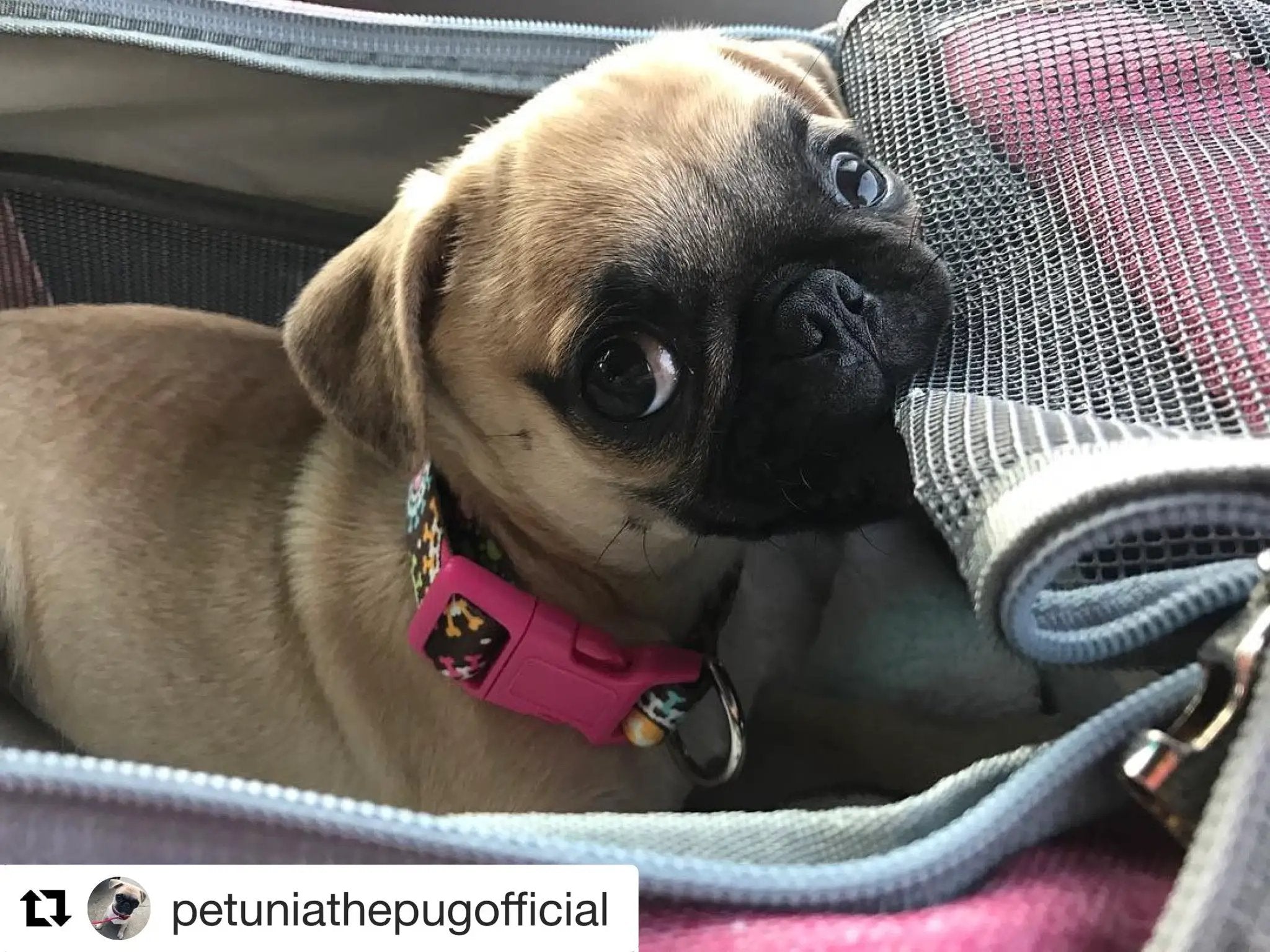 Mr. Peanut's Gold Series V2.0 Pet Carrier with pink accent and mesh panels for air travel.