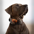 Charger l'image dans la visionneuse de la galerie, The Scare Collar Limited - Pet Collars & Harnesses from Bestia Dog Gear
