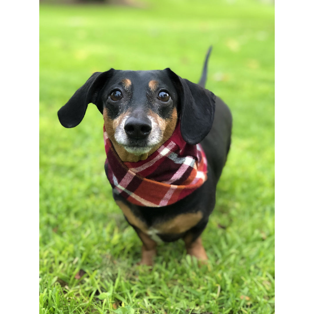Spice Latte Matching Dog &amp; Owner Scarf