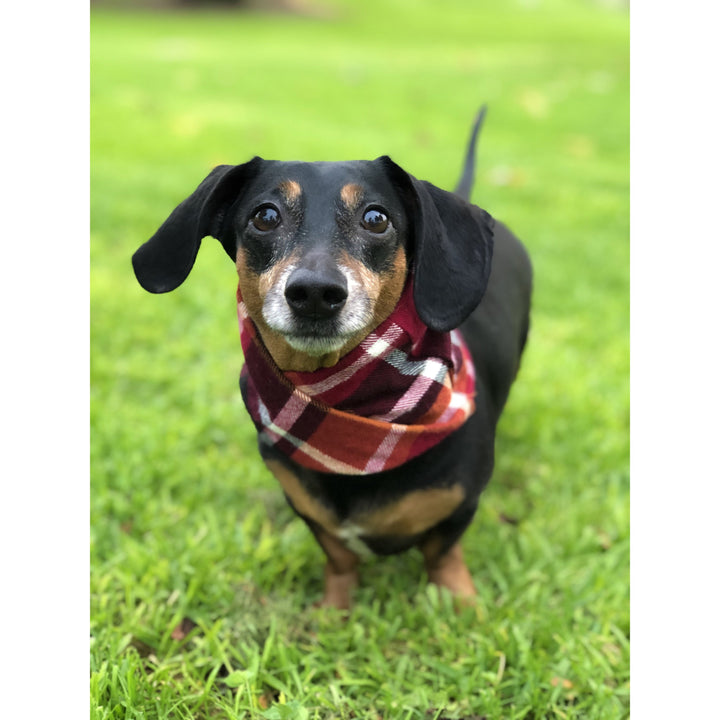 Spice Latte Matching Dog &amp; Owner Scarf