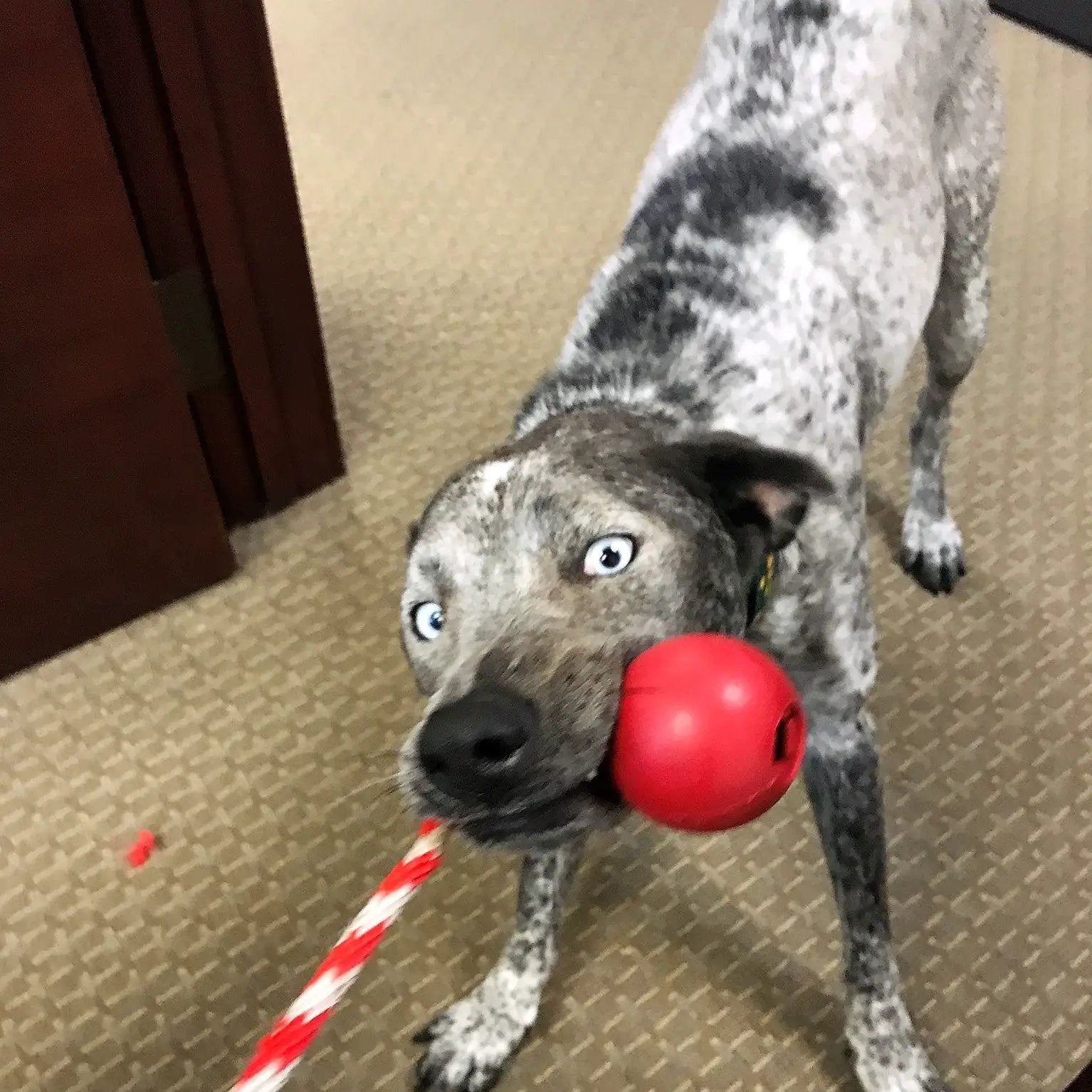 USA-K9 Cherry Bomb Gummi-Hundekauspielzeug | K9-Hundeführer-Belohnungsspielzeug | Hergestellt in den USA
