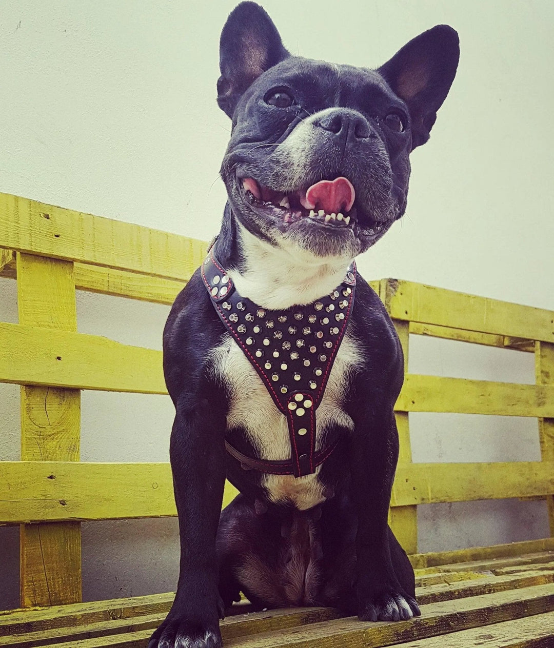 Bestia Dog Gear Genuine Studded Leather Harness Black Small Medium Size by Bestia Dog Gear