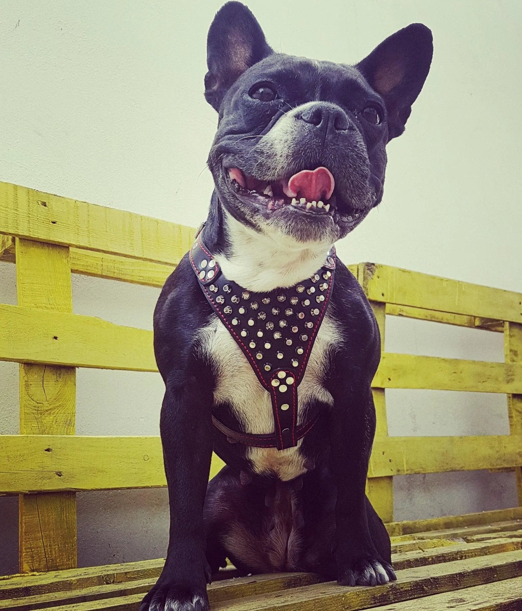 Bestia Dog Gear Genuine Studded Leather Harness Black Small Medium Size by Bestia Dog Gear