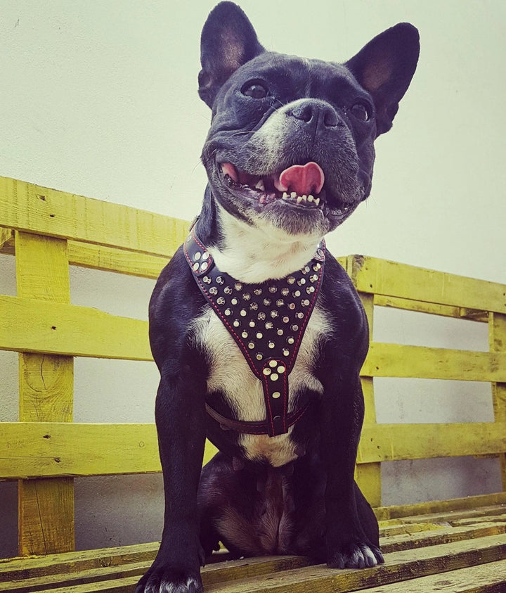 Bestia Dog Gear Genuine Studded Leather Harness Black Small Medium Size by Bestia Dog Gear