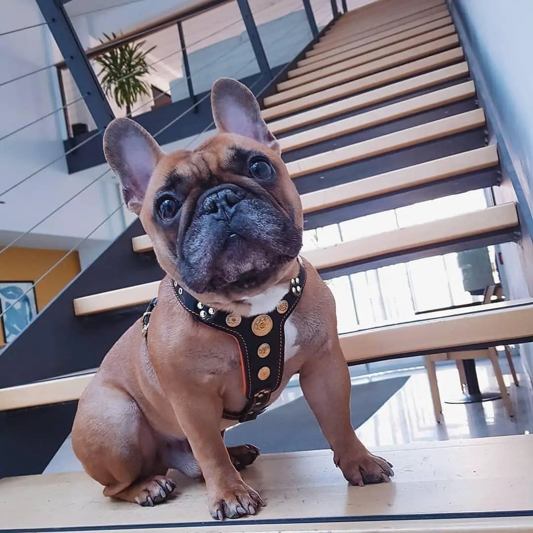 The ''Bijou'' harness Black & Orange Small to Medium Size - Pet Collars & Harnesses from Bestia Dog Gear