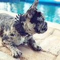 Load image into Gallery viewer, BLACK "Frenchie" collar - Pet Collars & Harnesses from Bestia Dog Gear
